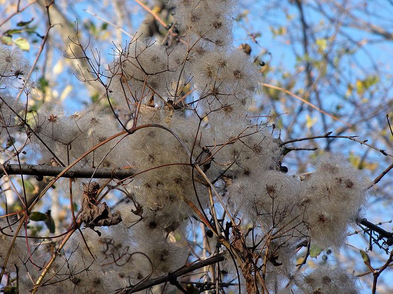 Photo of American Virgin's Bower (Clematis virginiana) uploaded by robertduval14