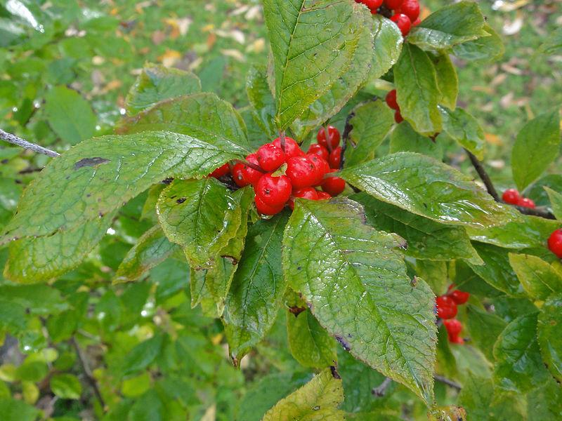 Photo of Winterberry (Ilex verticillata) uploaded by robertduval14