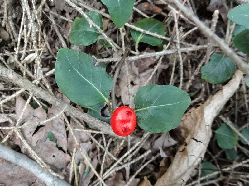 Photo of Partridgeberry (Mitchella repens) uploaded by robertduval14
