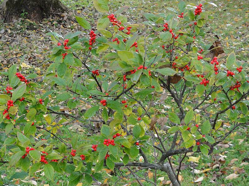 Photo of Winterberry (Ilex verticillata) uploaded by robertduval14