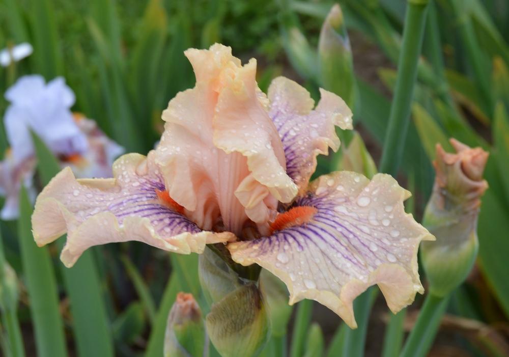 Photo of Tall Bearded Iris (Iris 'Center Line') uploaded by KentPfeiffer