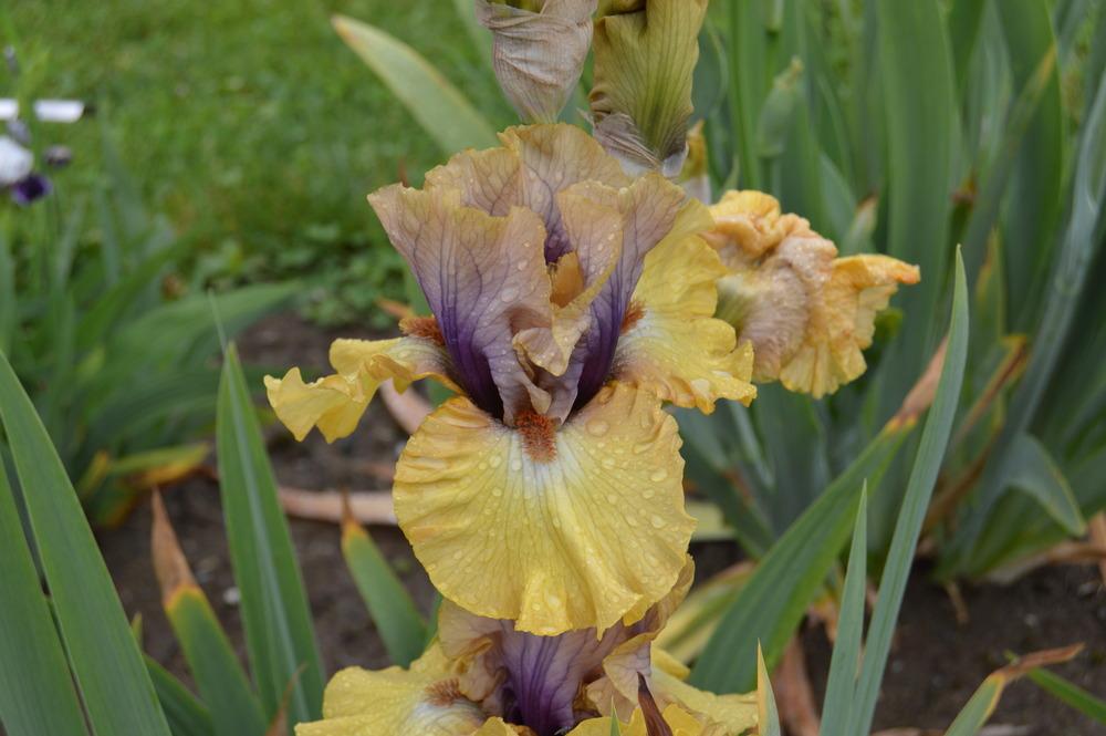 Photo of Tall Bearded Iris (Iris 'Desert Moth') uploaded by KentPfeiffer