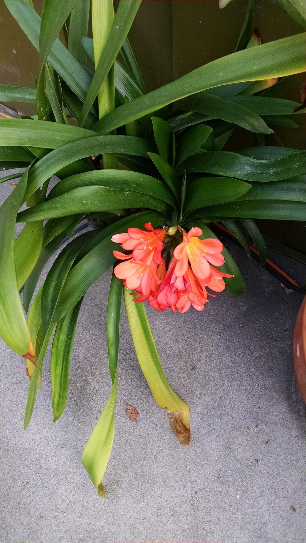 Photo of Fire Lily (Clivia miniata) uploaded by ctcarol