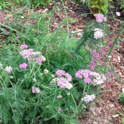 Location: front garden, Maryland USA
Date: 2015-07-19
second-year plant from winter sowing