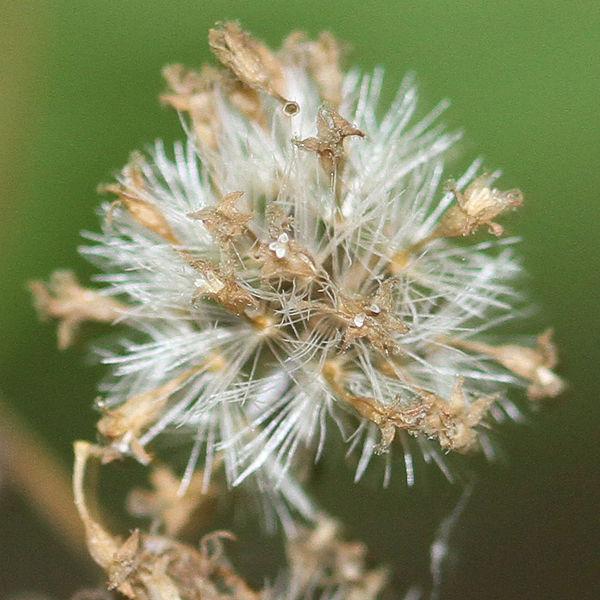 Photo of White Snakeroot (Ageratina altissima) uploaded by robertduval14