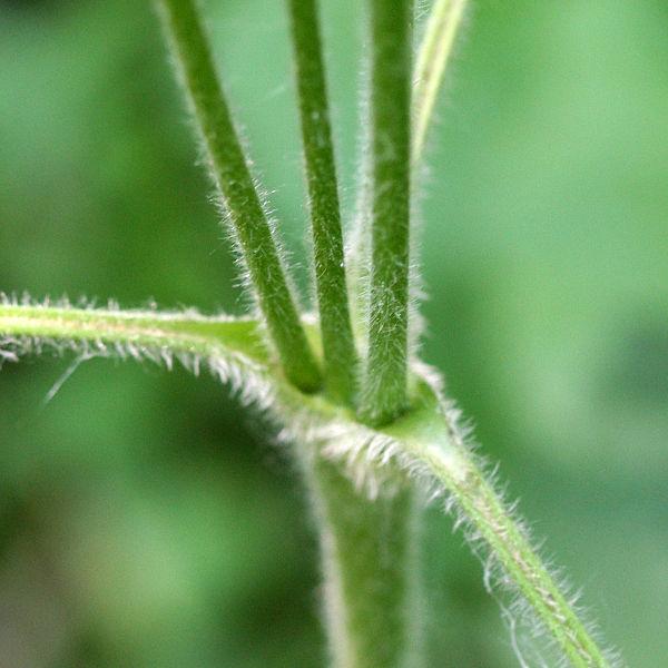 Photo of Thimbleweed (Anemone virginiana) uploaded by robertduval14