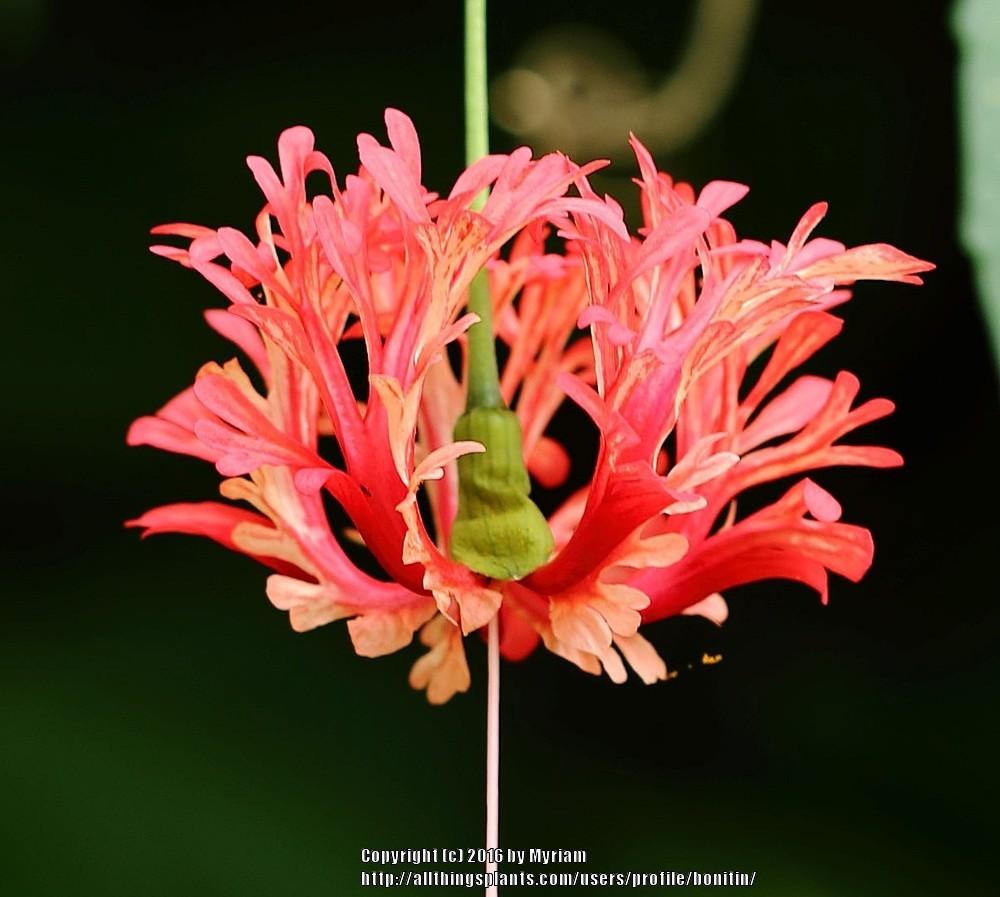 Photo of Chinese Lanterns (Hibiscus schizopetalus) uploaded by bonitin