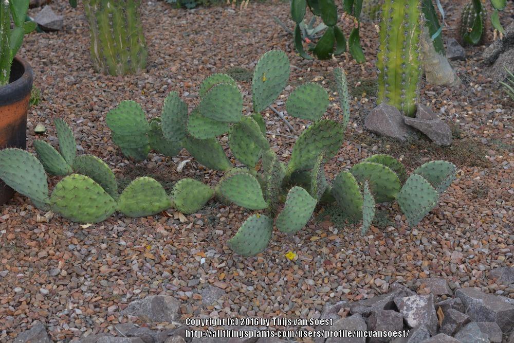 Photo of Nopal Serrano (Opuntia stenopetala) uploaded by mcvansoest