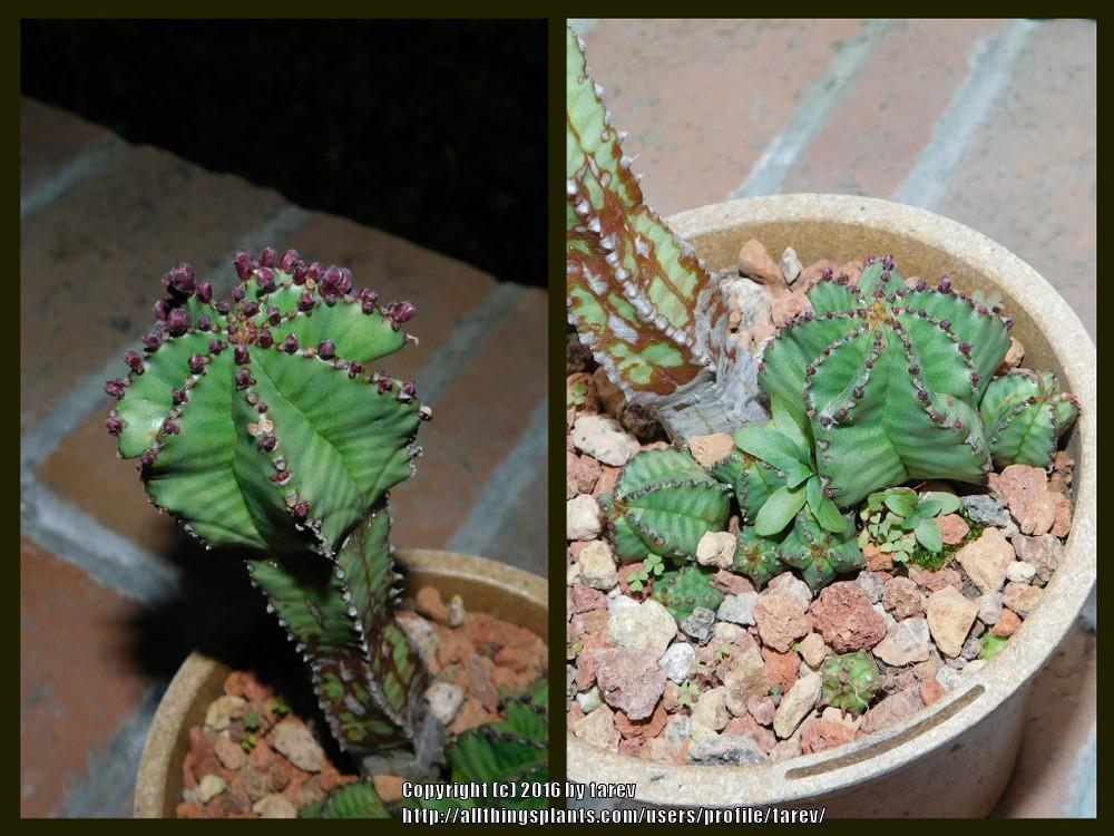 Photo of Euphorbia (Euphorbia polygona var. anoplia) uploaded by tarev