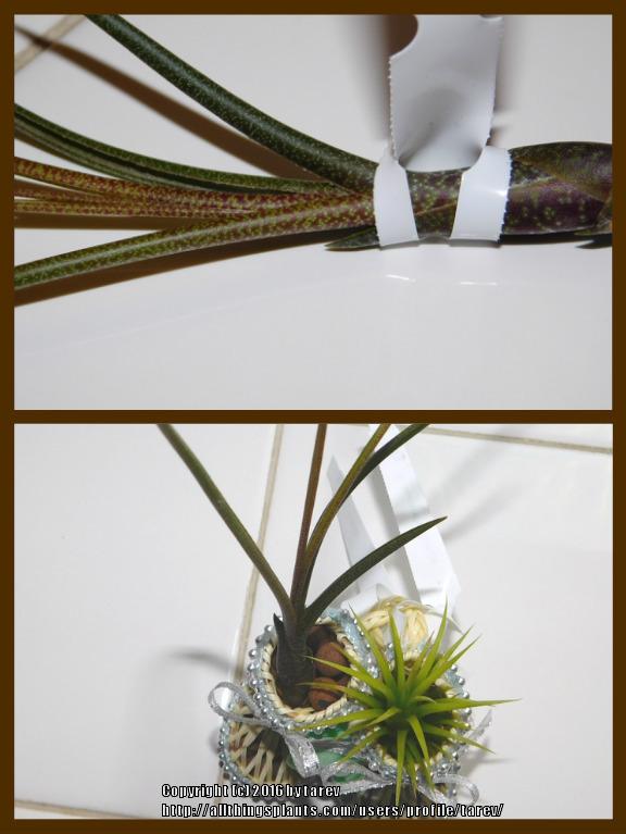 Photo of Air Plant (Tillandsia butzii) uploaded by tarev