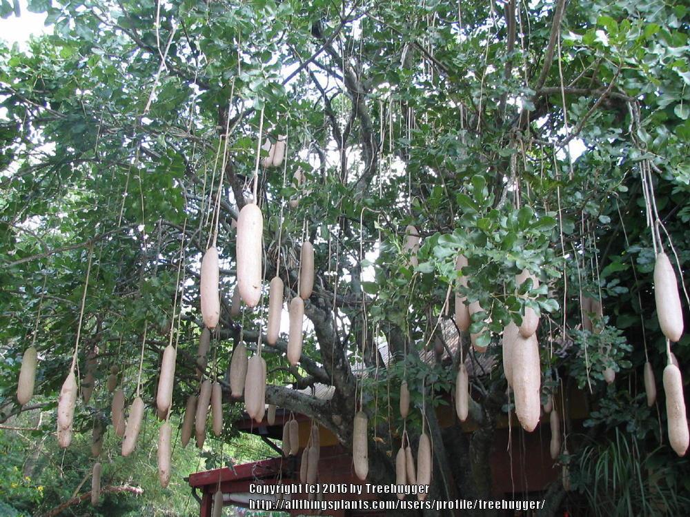 Photo of Sausage Tree (Kigelia africana) uploaded by treehugger