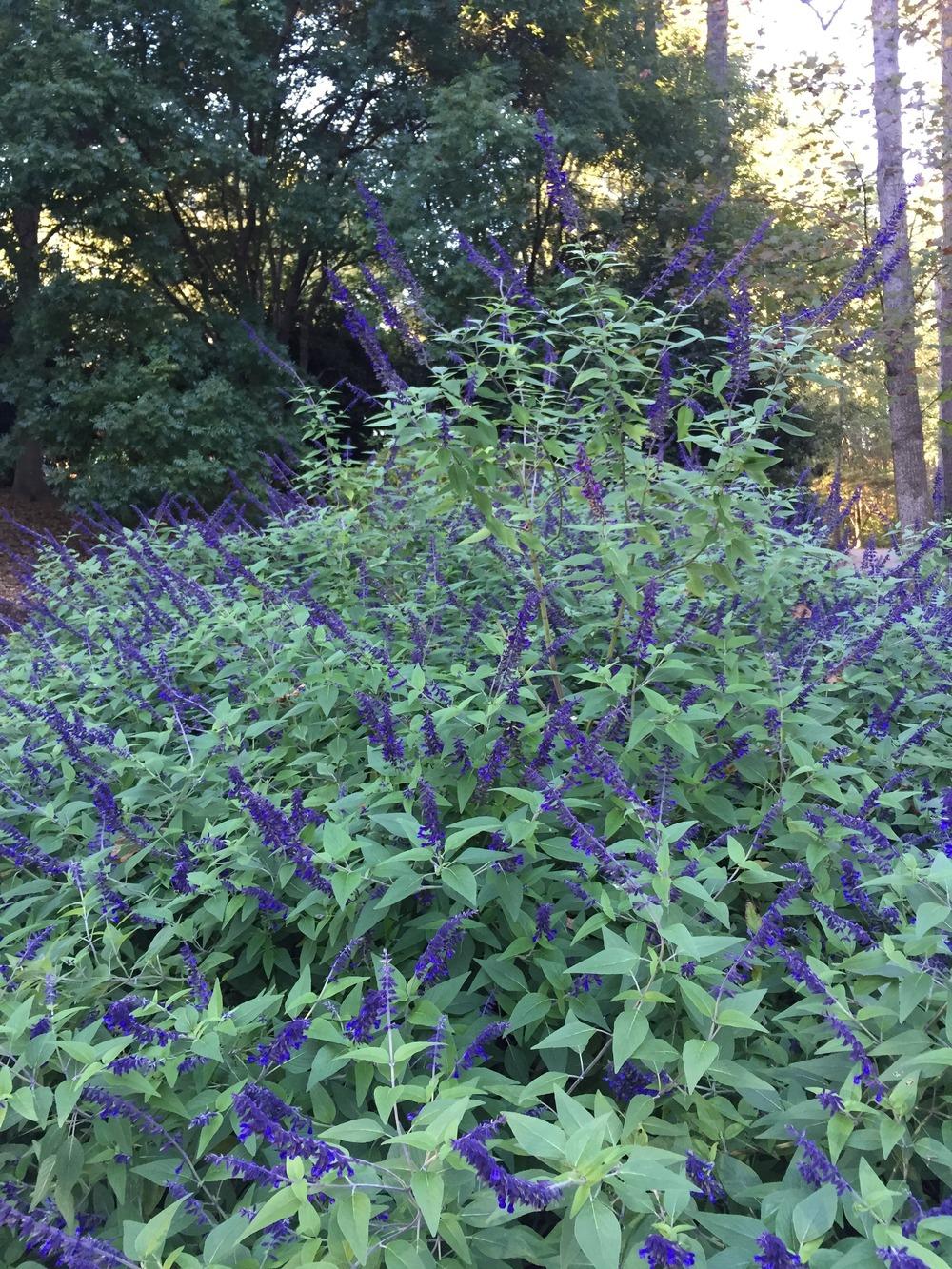 Photo of Sage (Salvia 'Anthony Parker') uploaded by woodenman12