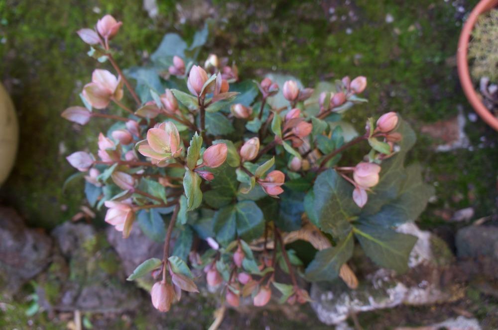 Photo of Hellebore (Helleborus Gold Collection® Pink Frost) uploaded by Insagi