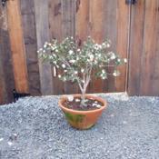 Not its typical growth pattern. I've done a bit of bonsai here.