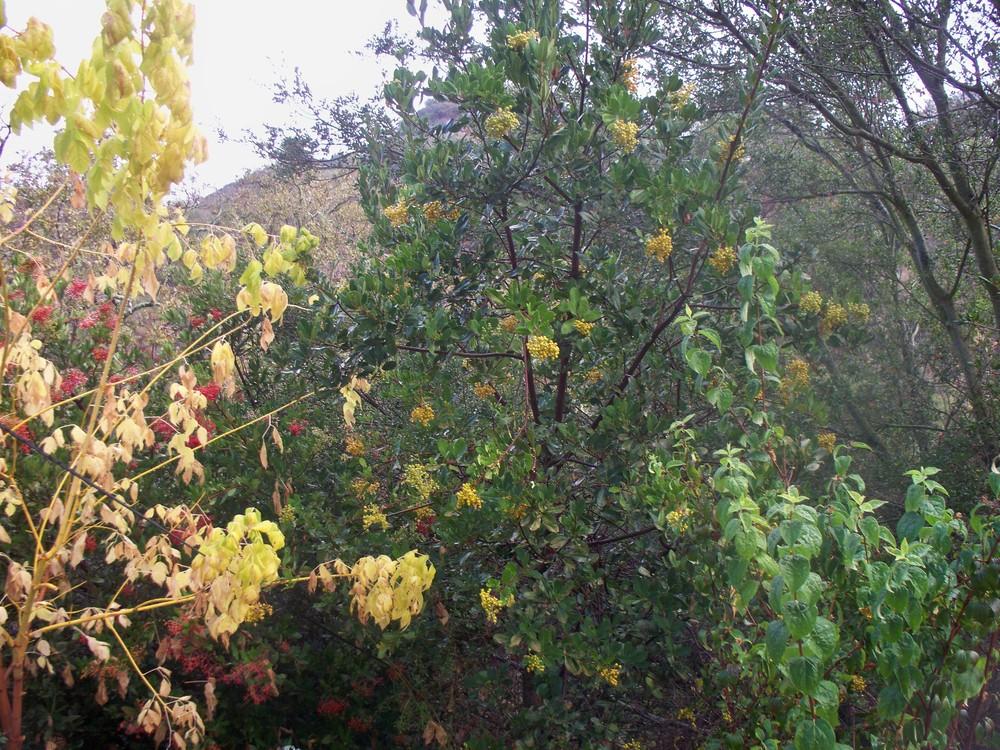 Photo of Toyon (Heteromeles arbutifolia var. cerina 'Davis Gold') uploaded by LlamaLlori
