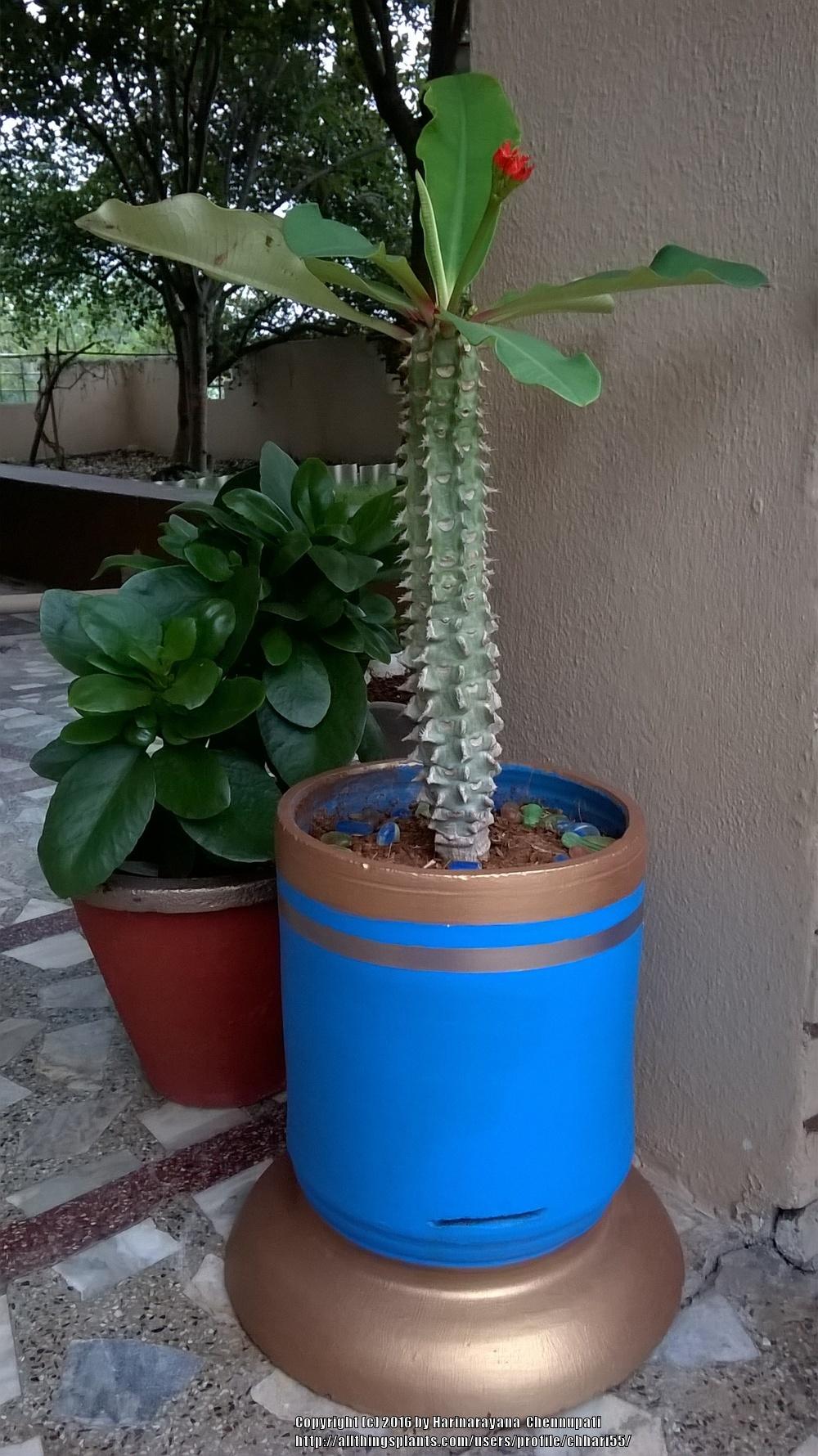Photo of Euphorbia (Euphorbia neohumbertii) uploaded by chhari55