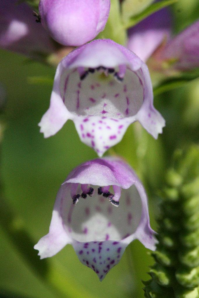 Photo of Obedient Plant (Physostegia virginiana) uploaded by robertduval14
