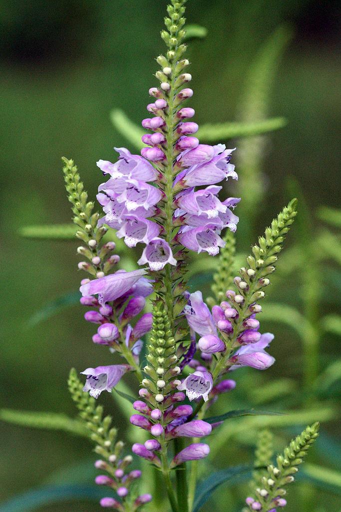 Photo of Obedient Plant (Physostegia virginiana) uploaded by robertduval14