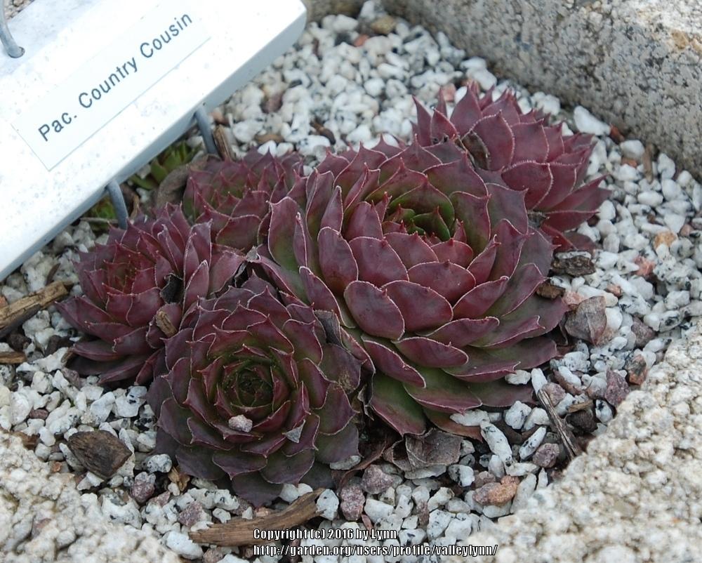 Photo of Hen and Chicks (Sempervivum 'Pacific Country Cousin') uploaded by valleylynn