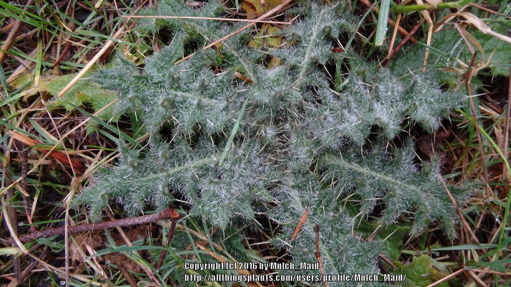 Photo of Bull Thistle (Cirsium vulgare) uploaded by Mulch_Maid