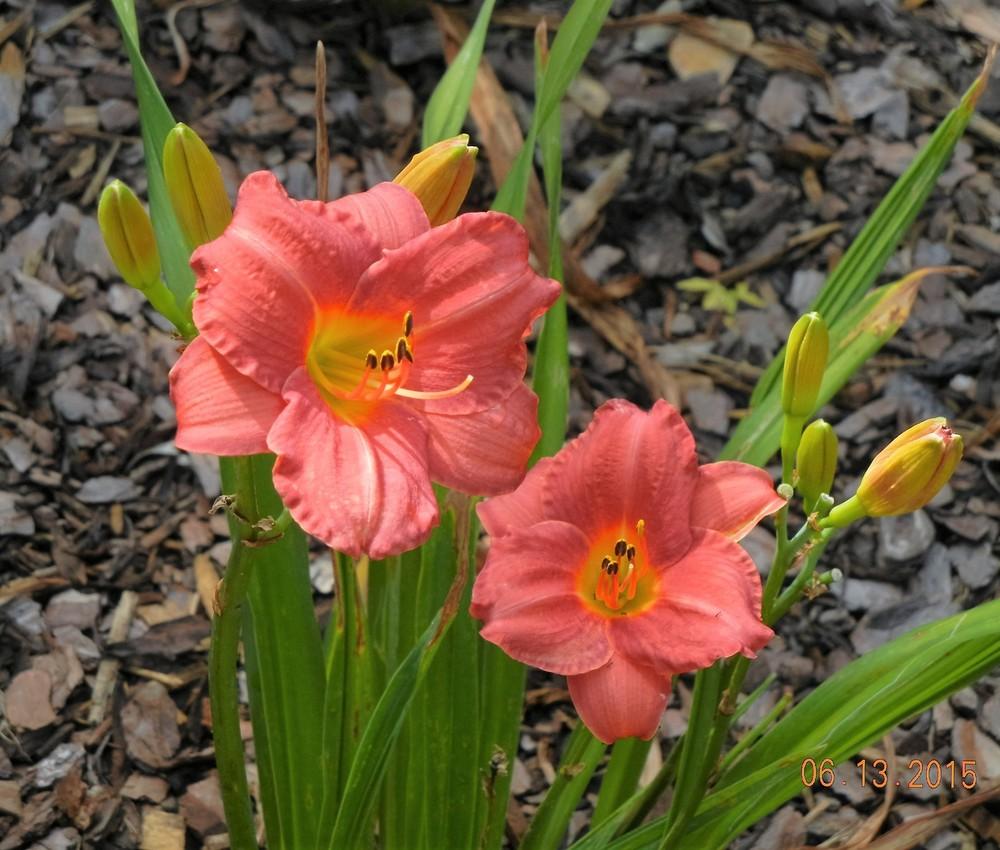Photo of Daylily (Hemerocallis 'Mexican Maiden') uploaded by jrbales