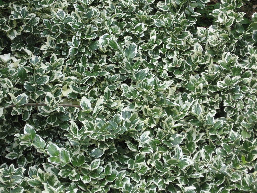 Photo of Wintercreeper (Euonymus fortunei var. radicans 'Emerald Gaiety') uploaded by robertduval14