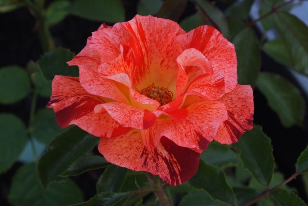 Photo of Rose (Rosa 'Summer Lodge') uploaded by sunnyvalley