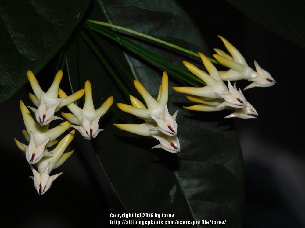 Photo of Shooting Star Hoya (Hoya multiflora) uploaded by tarev