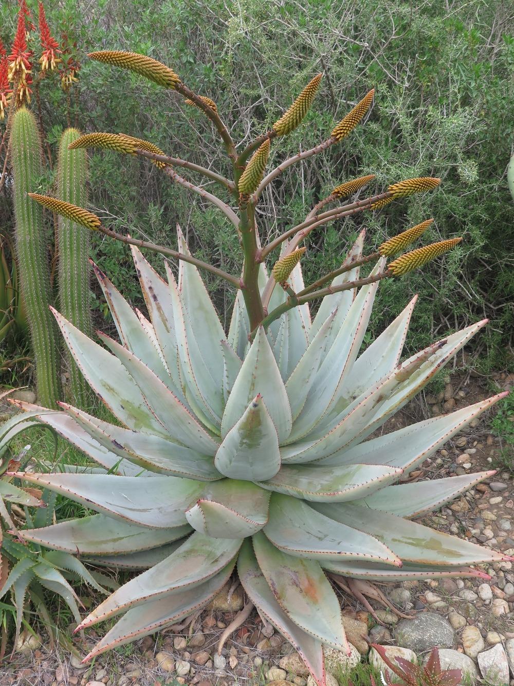 Photo of Flat-Flowered Aloe (Aloe marlothii) uploaded by Baja_Costero