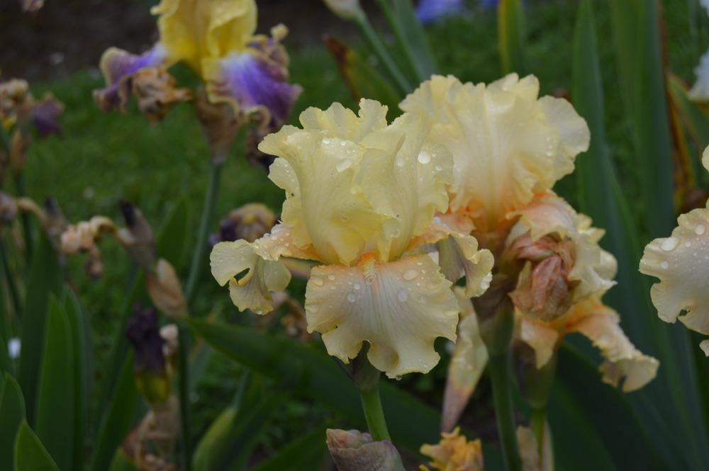 Photo of Border Bearded Iris (Iris 'Immortal') uploaded by KentPfeiffer