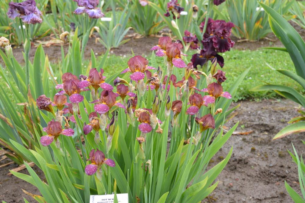 Photo of Miniature Tall Bearded Iris (Iris 'Hot News') uploaded by KentPfeiffer