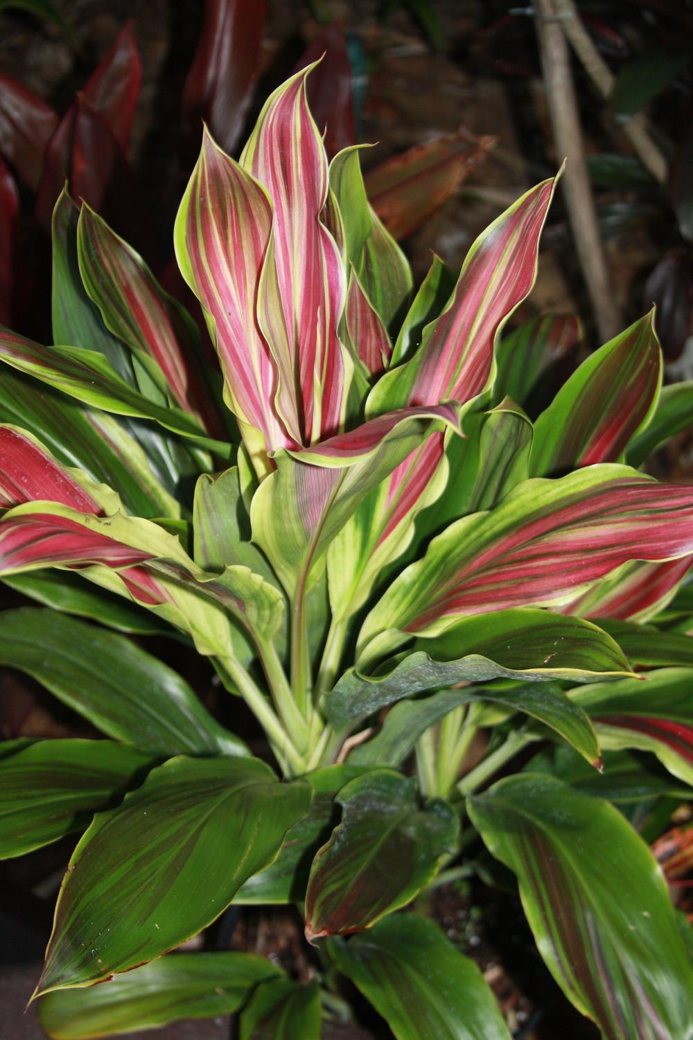 Photo of Ti Plant (Cordyline fruticosa 'Hawaiian Flag') uploaded by ScotTi
