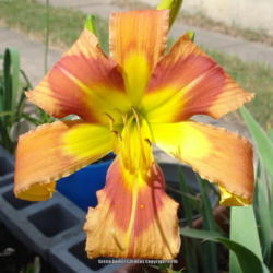 Location: Garland (Dallas), TX
Date: 2014-06-03
My second-ever registered Daylily. :-)