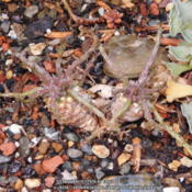 Euphorbia flanaganii this winter Feb 2016