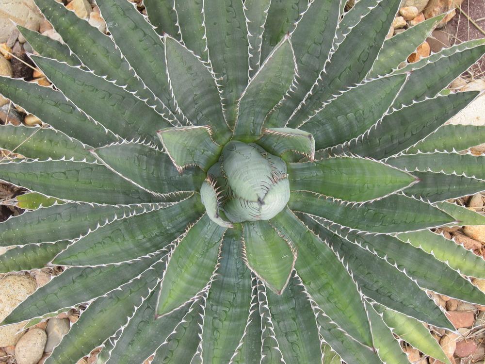 Photo of Agave 'Fatal Attraction' uploaded by Baja_Costero