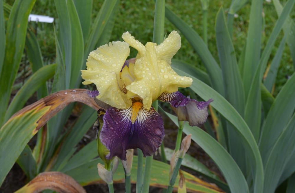 Photo of Tall Bearded Iris (Iris 'Poise Aplenty') uploaded by KentPfeiffer