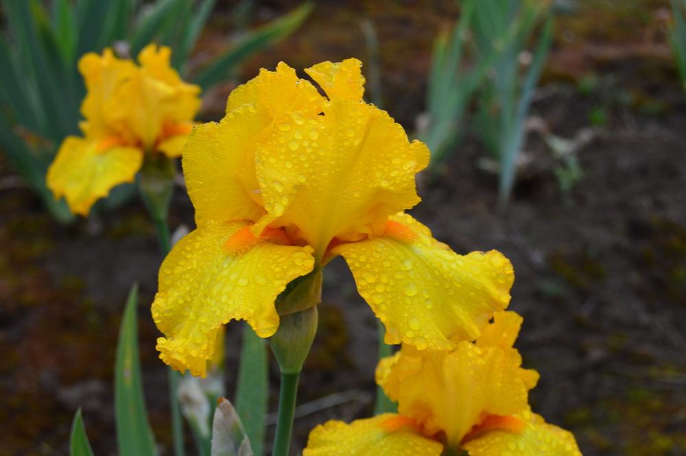 Photo of Tall Bearded Iris (Iris 'Martha's Gold') uploaded by KentPfeiffer