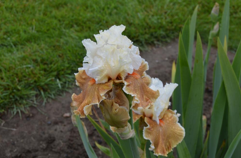 Photo of Tall Bearded Iris (Iris 'Outcaste') uploaded by KentPfeiffer