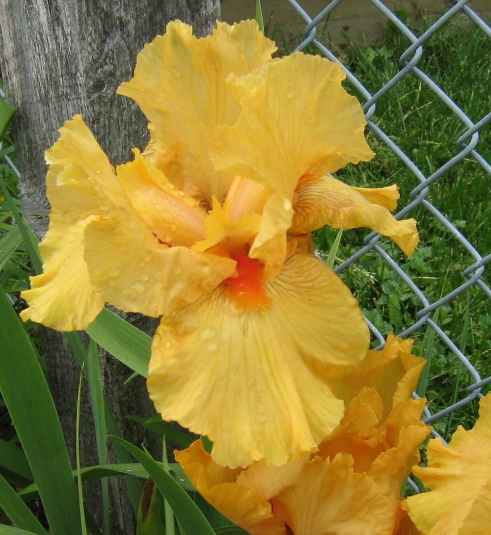 Photo of Border Bearded Iris (Iris 'Maid of Orange') uploaded by Raven