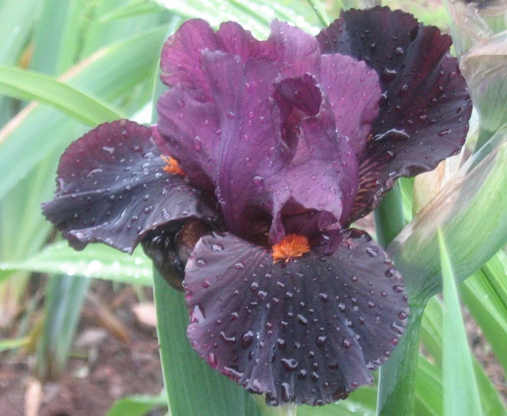 Photo of Intermediate Bearded Iris (Iris 'Garnet Slippers') uploaded by Raven