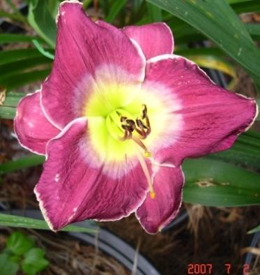 Photo of Daylily (Hemerocallis 'Lord of Rings') uploaded by Sscape