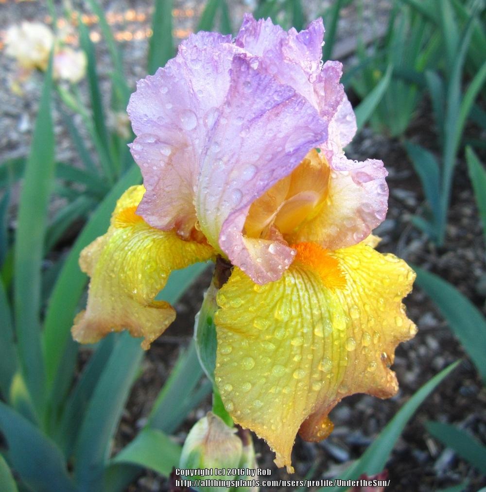 Photo of Border Bearded Iris (Iris 'Tink') uploaded by UndertheSun