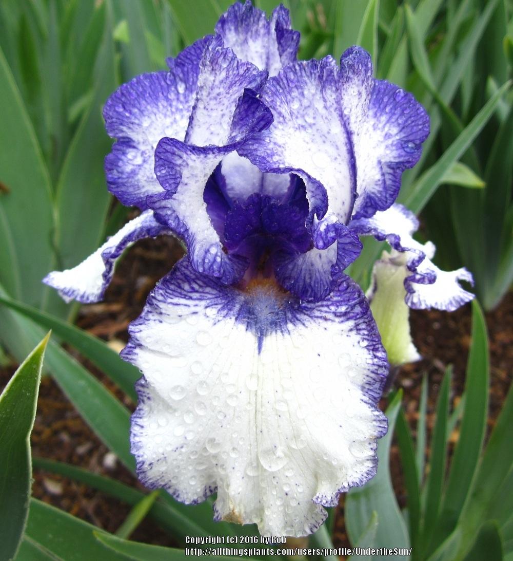 Photo of Tall Bearded Iris (Iris 'Rare Treat') uploaded by UndertheSun