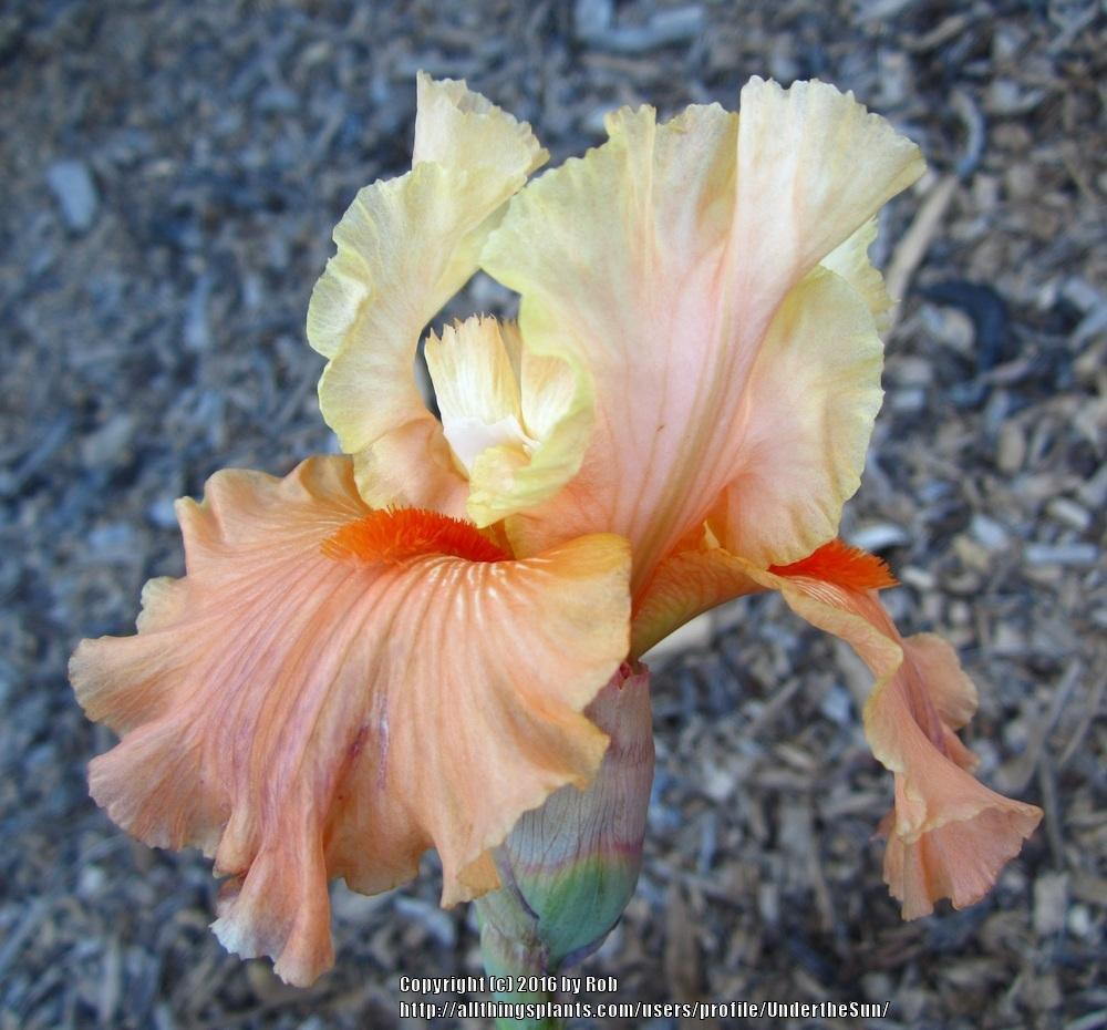 Photo of Tall Bearded Iris (Iris 'Rare Find') uploaded by UndertheSun