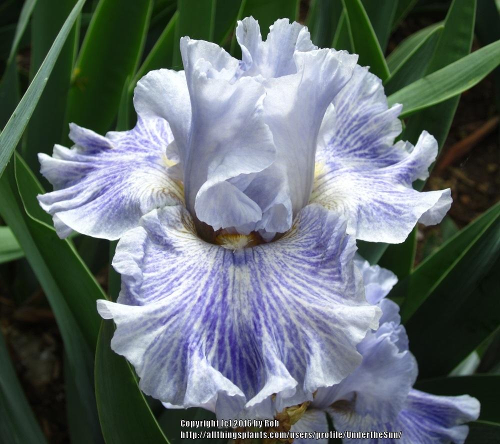Photo of Tall Bearded Iris (Iris 'Inside Job') uploaded by UndertheSun