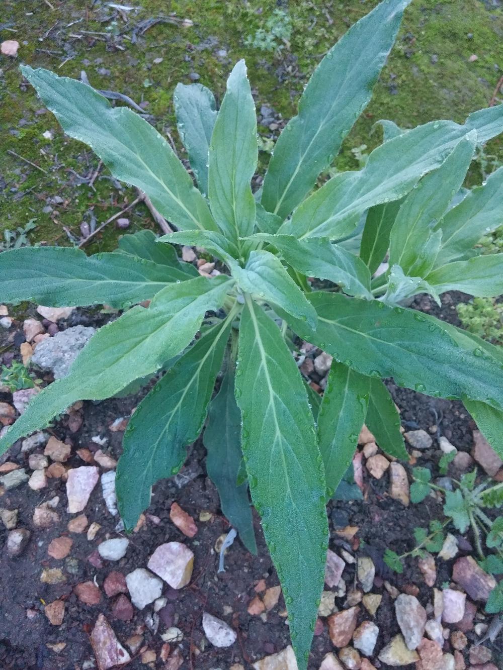 Photo of Pride of Madeira (Echium candicans) uploaded by User84650