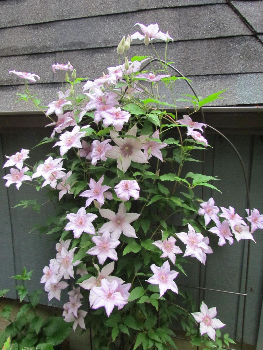 Photo of Clematis (Clematis viticella 'Marmori') uploaded by greenthumb99