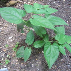 Location: Lucketts, Loudoun County, Virginia
Date: 2012-06-22
Mature plant