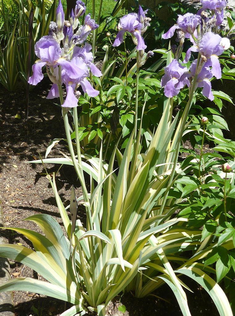 Photo of Species Iris (Iris pallida 'Zebra') uploaded by robertduval14