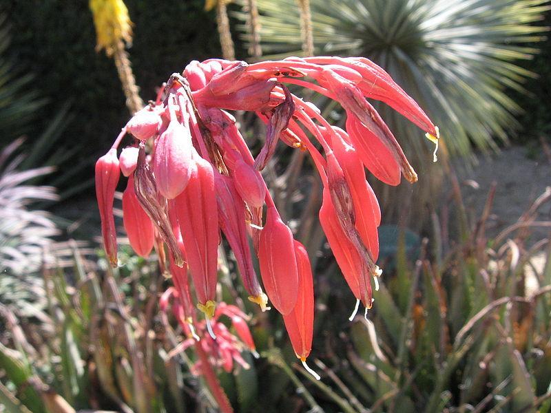 Photo of Red Yucca (Hesperaloe parviflora) uploaded by robertduval14
